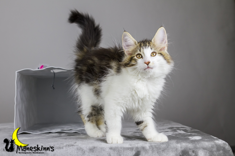 Camran (76 Tage alt)