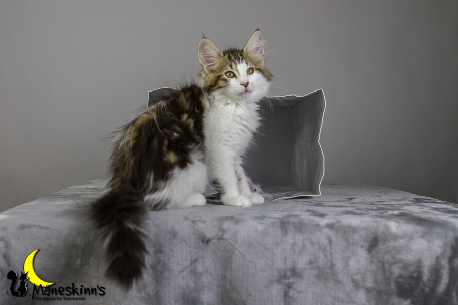 Camran (76 Tage alt)