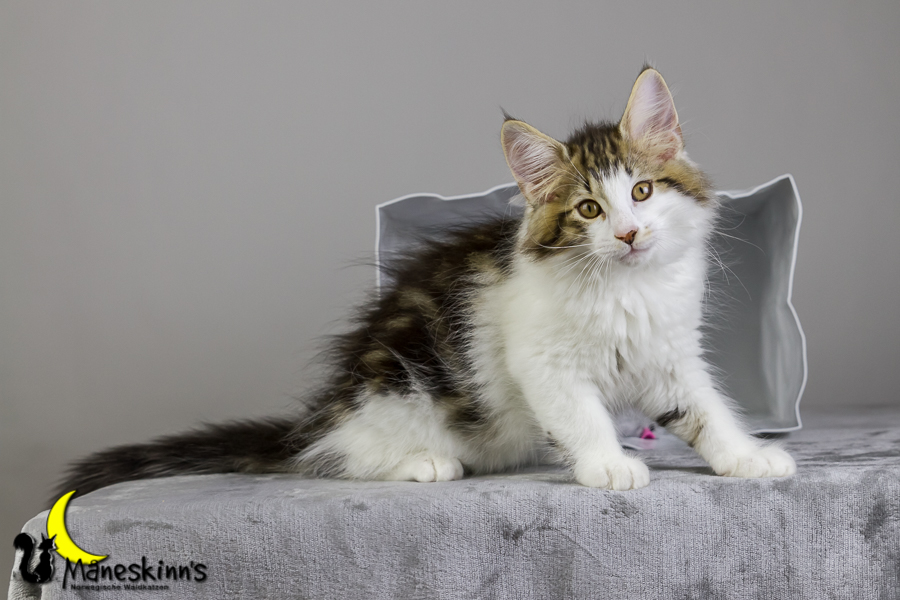 Camran (76 Tage alt)