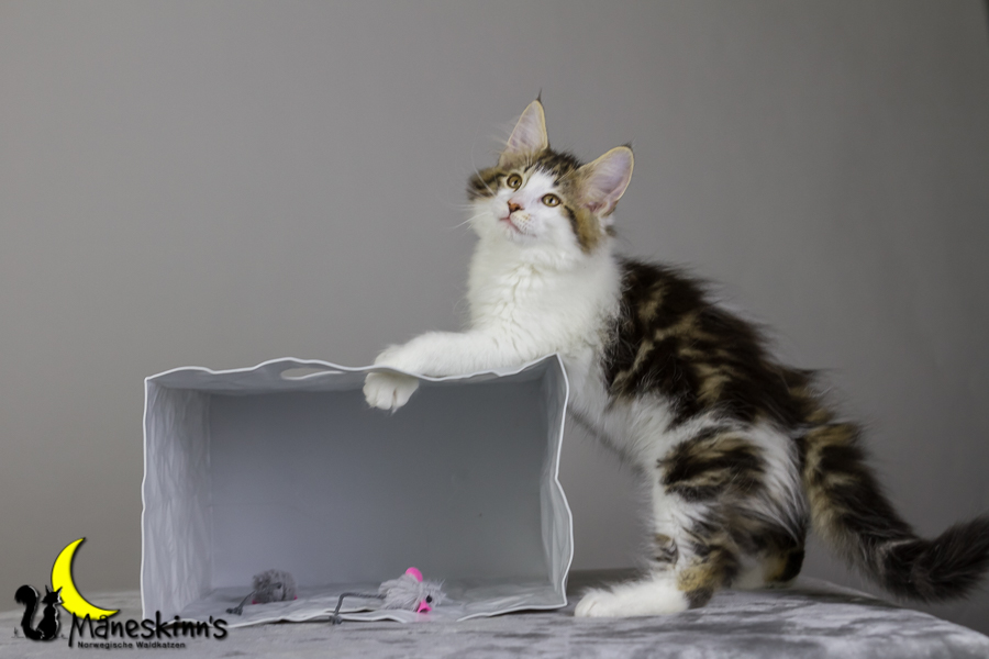 Camran (76 Tage alt)