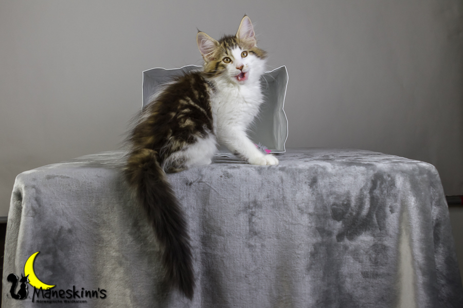 Camran (76 Tage alt)