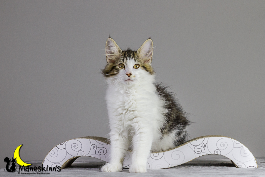 Camran (83 Tage alt)