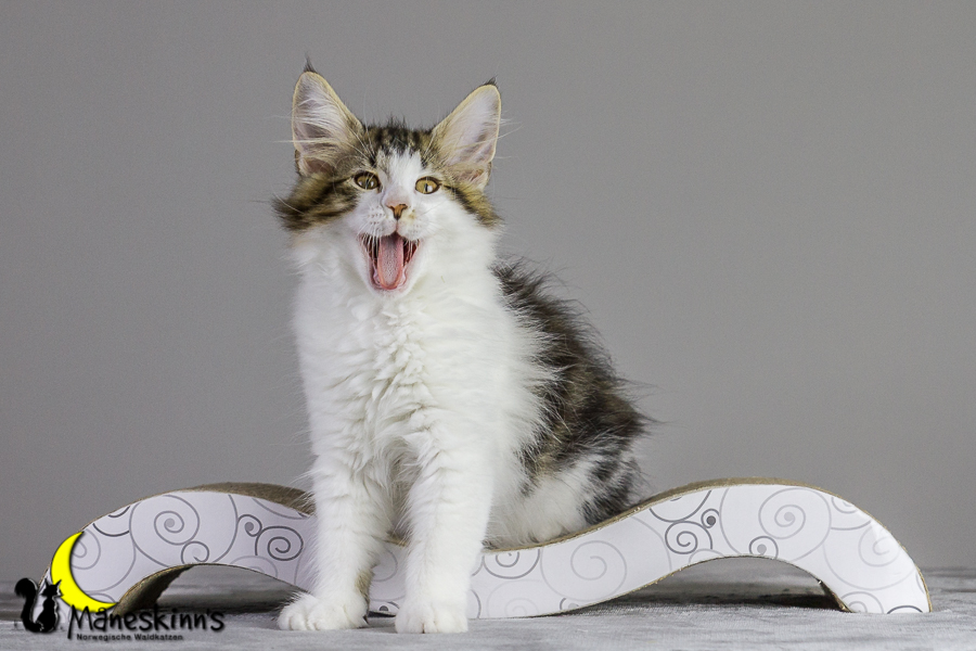 Camran (83 Tage alt)