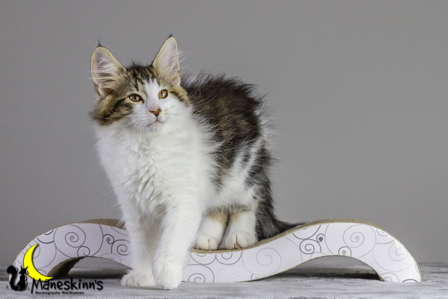 Camran (83 Tage alt)