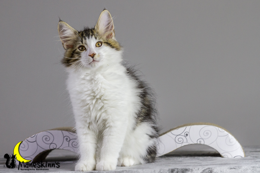 Camran (83 Tage alt)