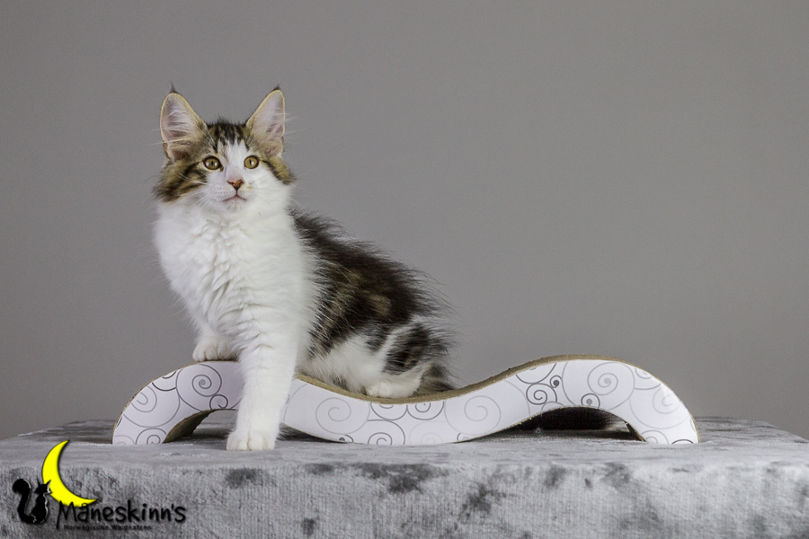 Camran (83 Tage alt)