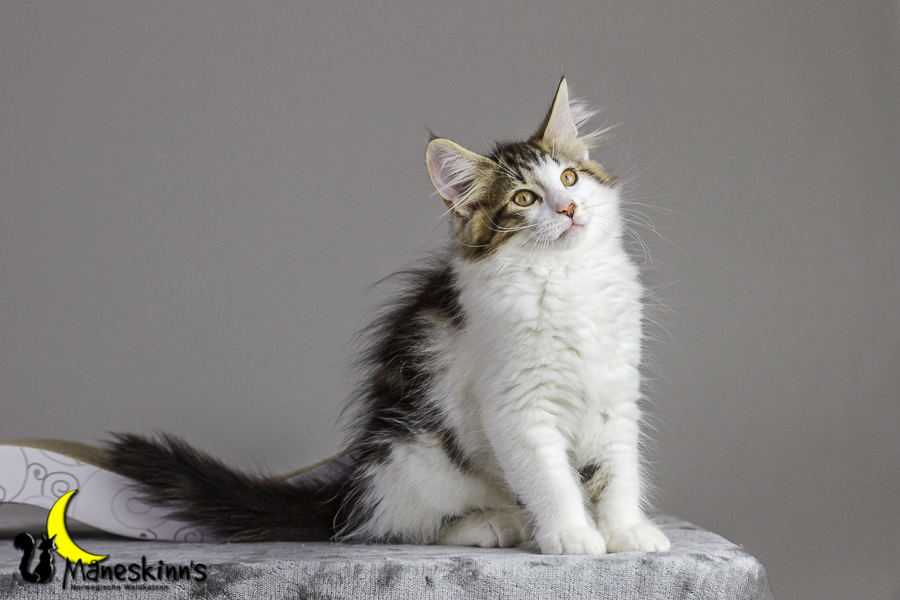 Camran (83 Tage alt)