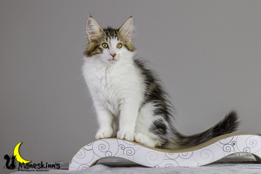 Camran (83 Tage alt)