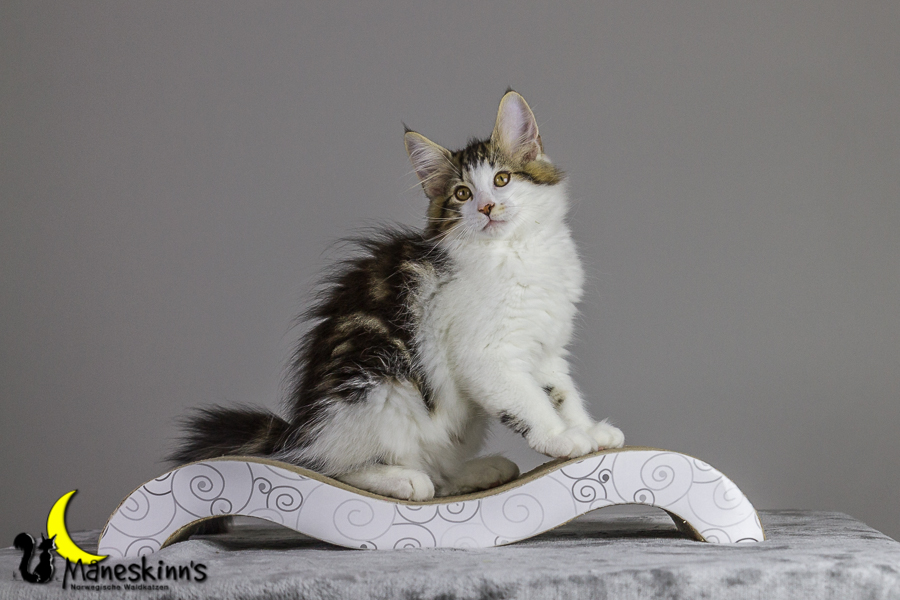 Camran (83 Tage alt)