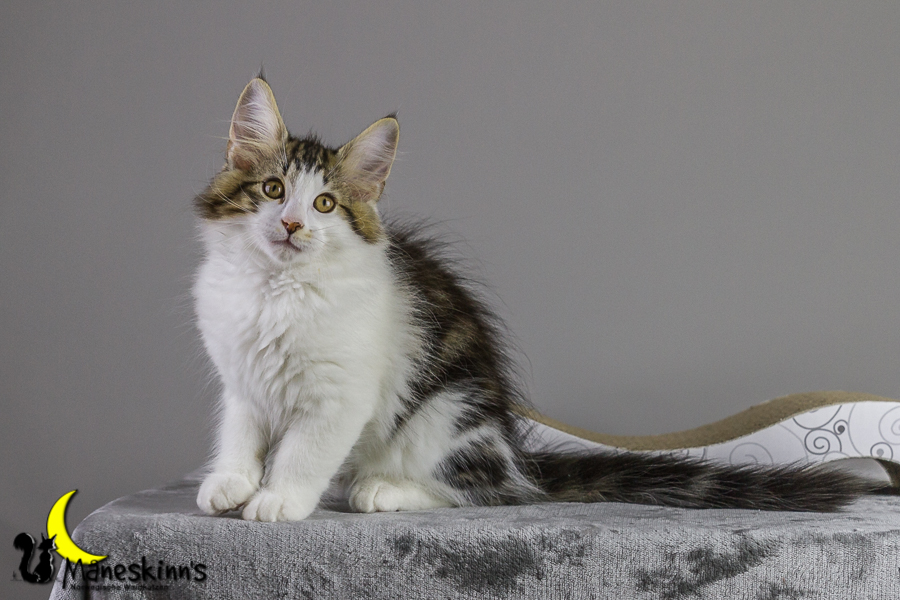 Camran (83 Tage alt)