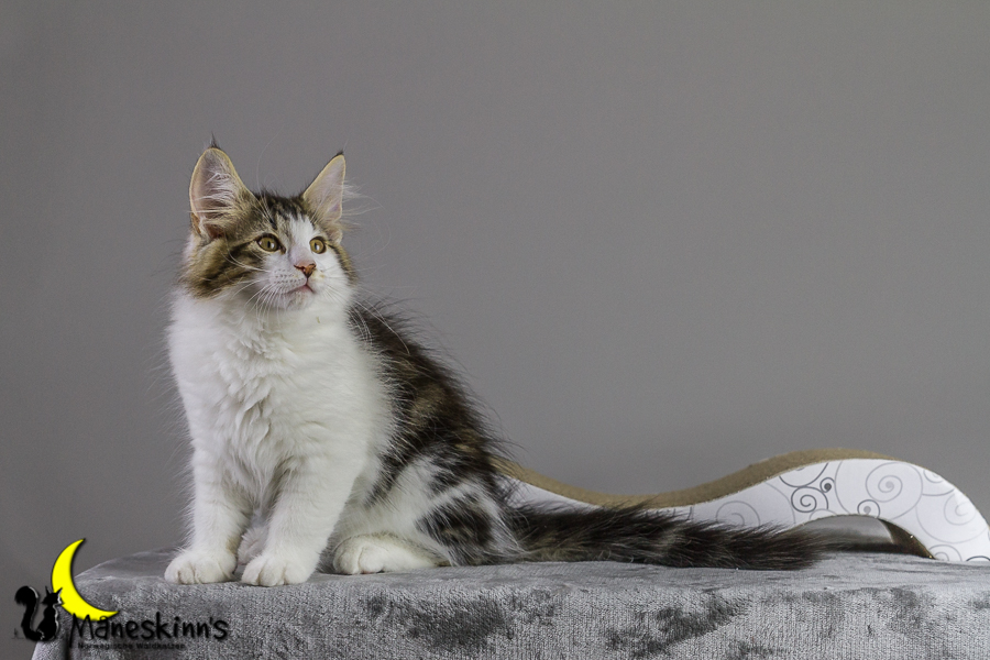 Camran (83 Tage alt)