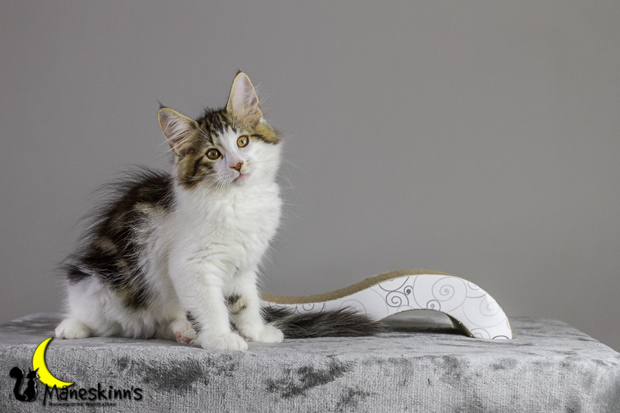 Camran (83 Tage alt)