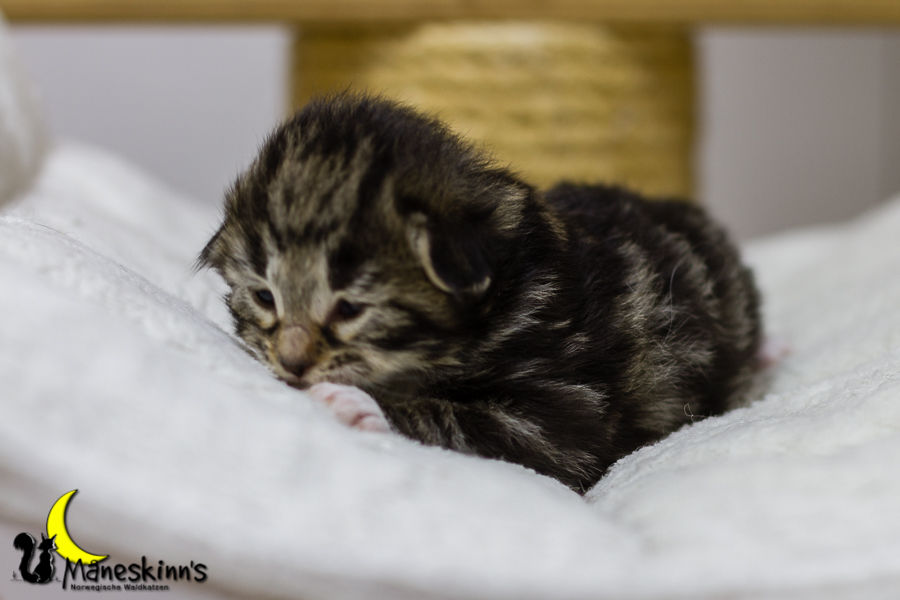 Conran (13 Tage alt)