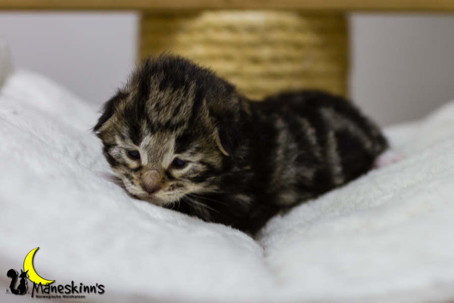 Conran (13 Tage alt)