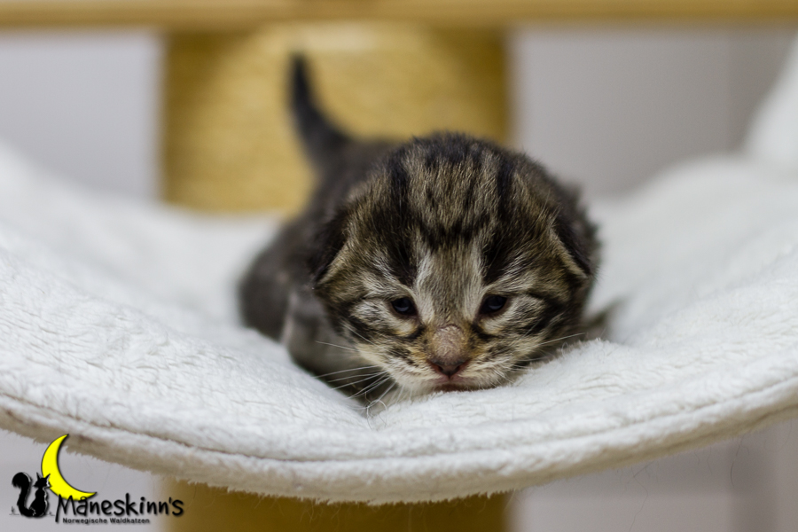 Conran (13 Tage alt)