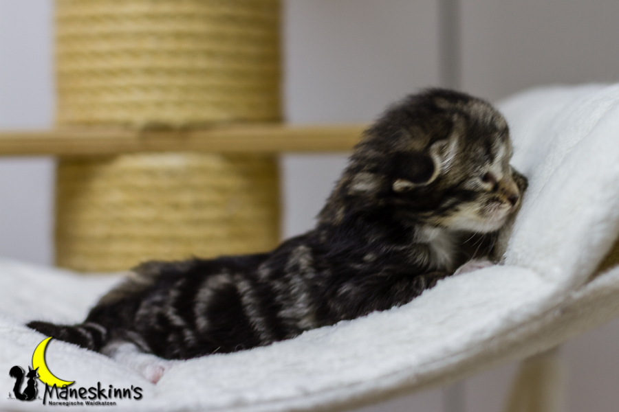 Conran (13 Tage alt)