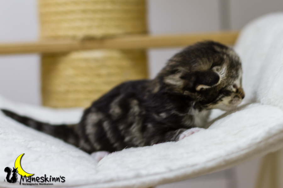 Conran (13 Tage alt)