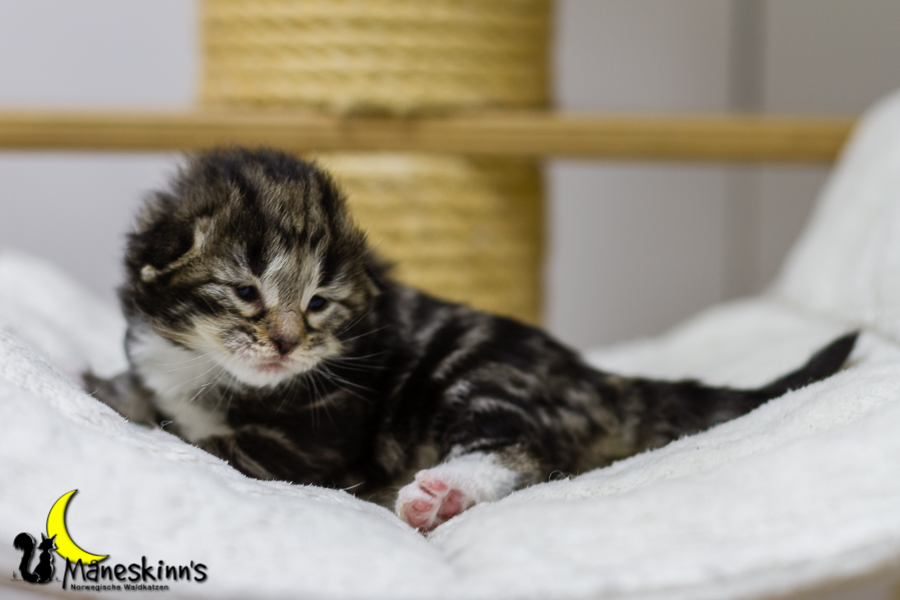 Conran (13 Tage alt)