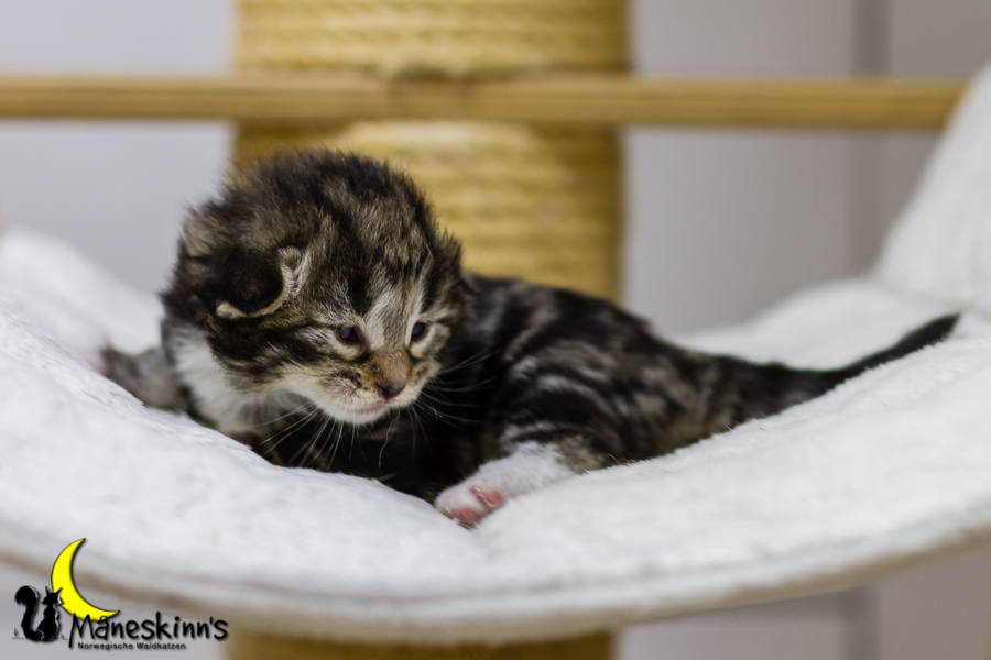 Conran (13 Tage alt)