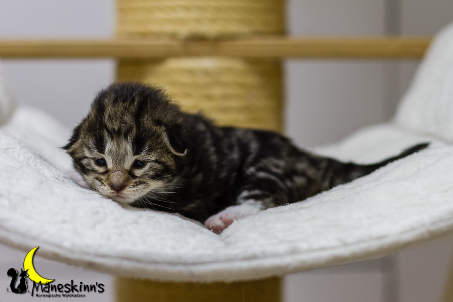 Conran (13 Tage alt)