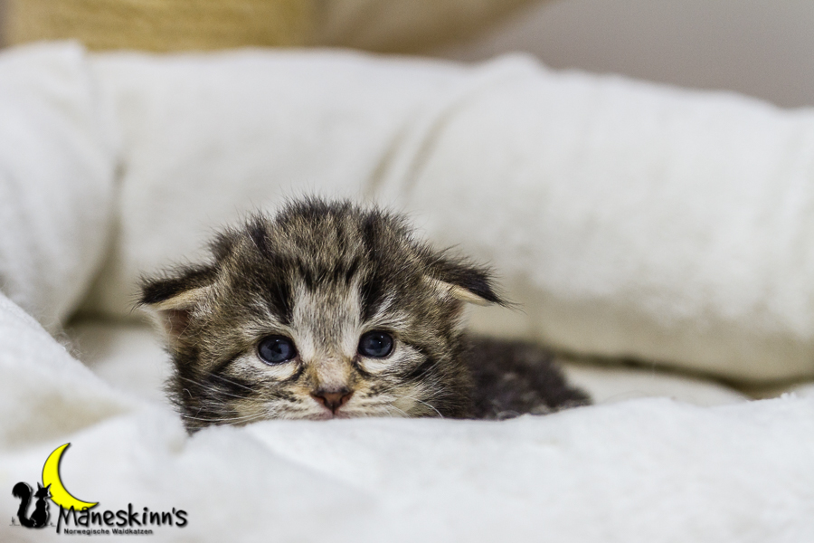 Conran (20 Tage alt)