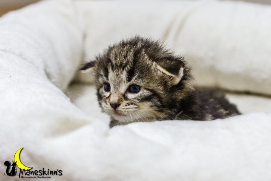 Conran (20 Tage alt)