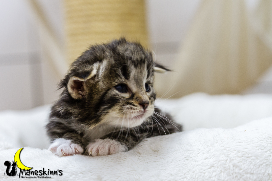 Conran (20 Tage alt)