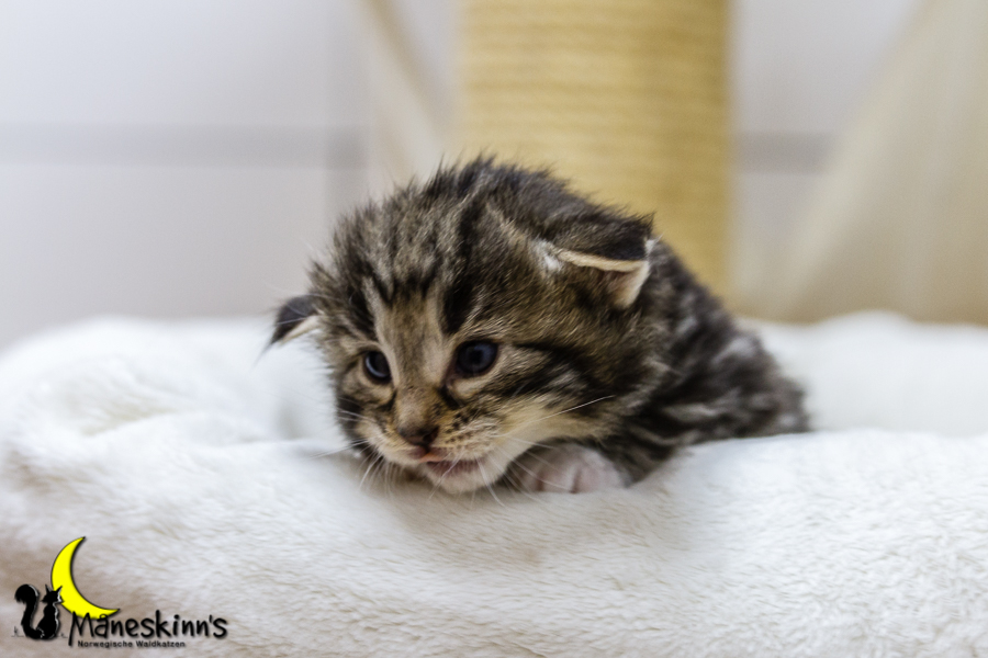 Conran (20 Tage alt)