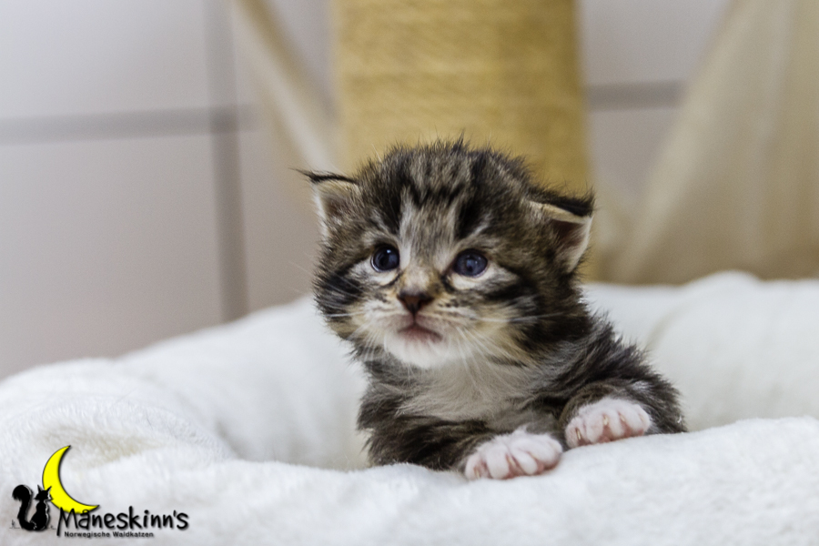 Conran (20 Tage alt)