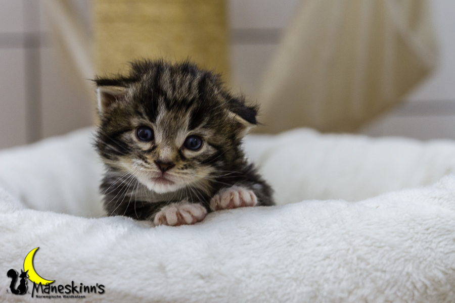 Conran (20 Tage alt)