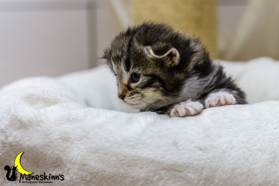 Conran (20 Tage alt)