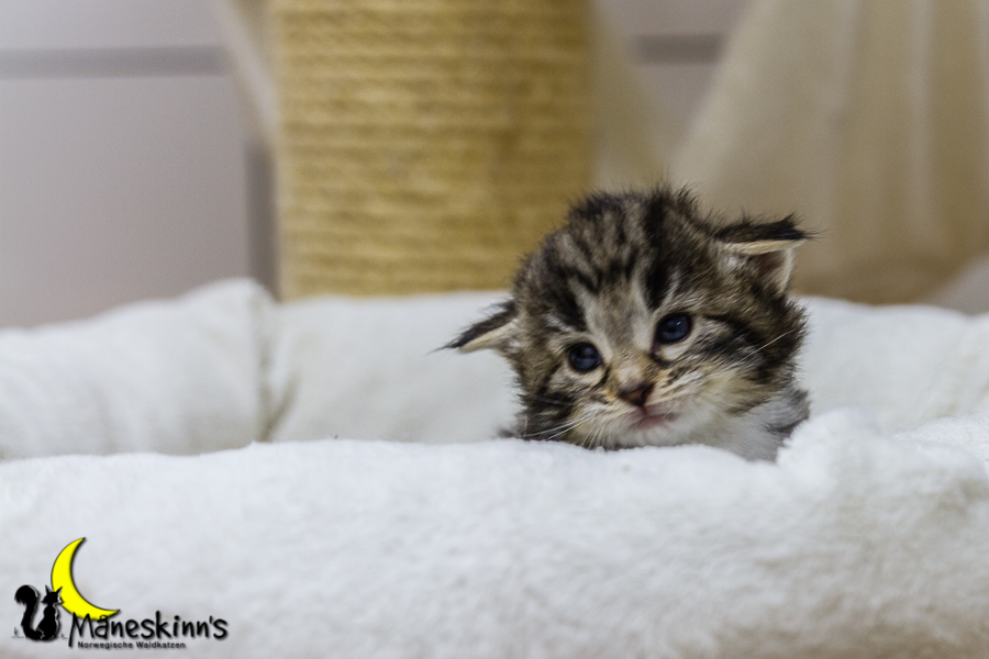 Conran (20 Tage alt)