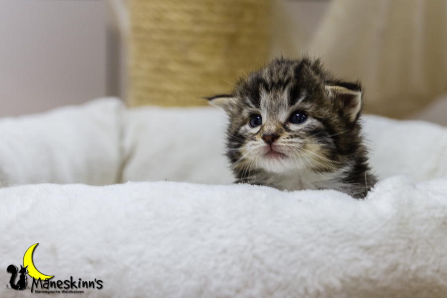 Conran (20 Tage alt)