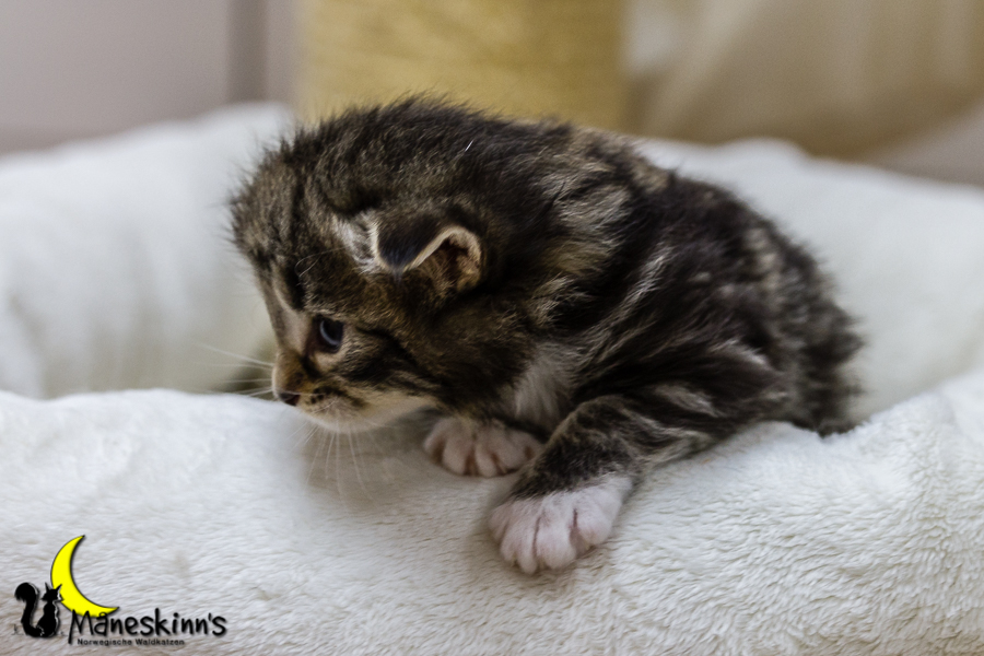 Conran (20 Tage alt)