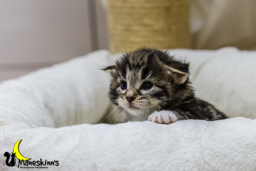 Conran (20 Tage alt)