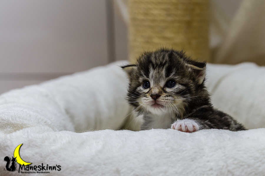 Conran (20 Tage alt)