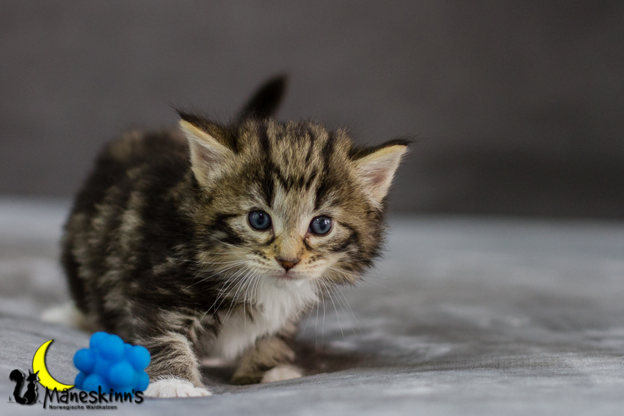 Conran (27 Tage alt)