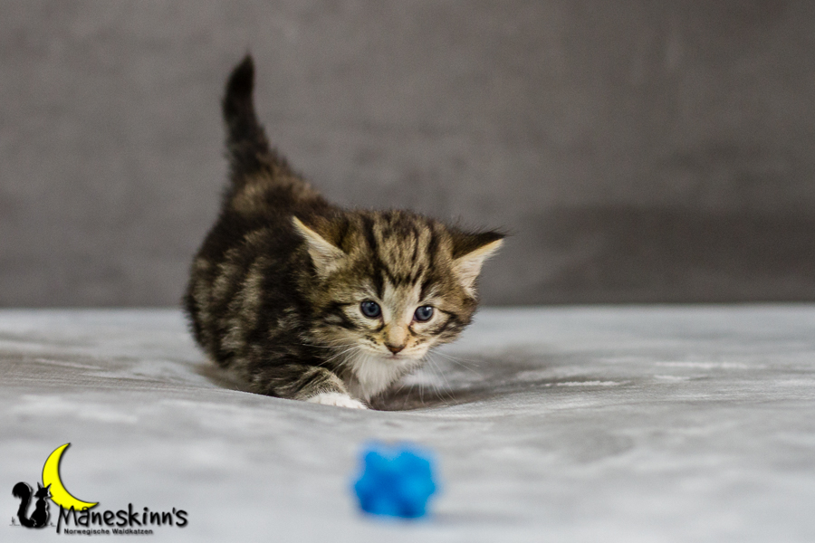 Conran (27 Tage alt)