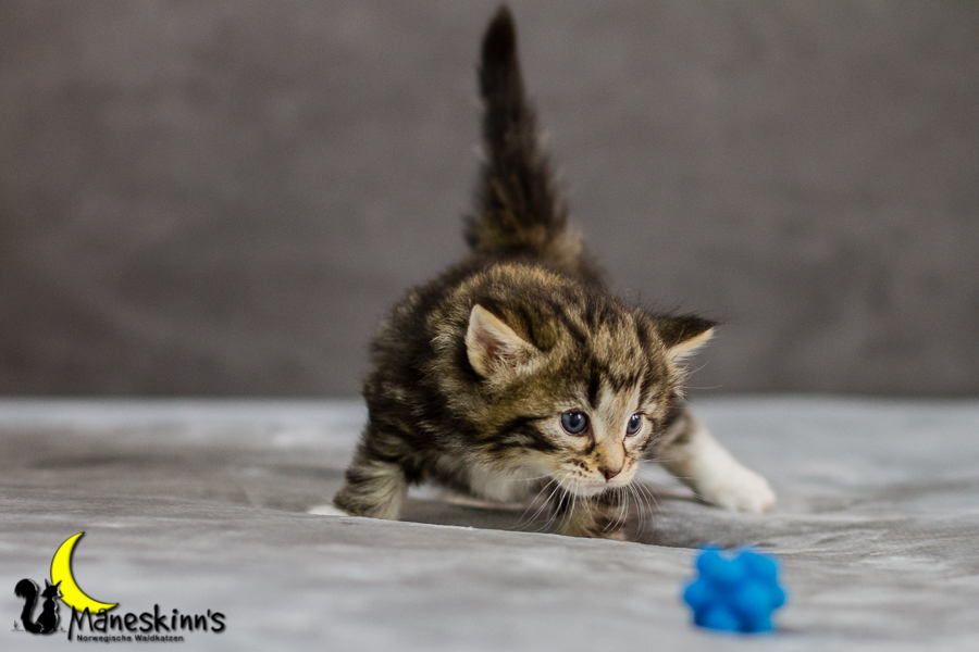 Conran (27 Tage alt)