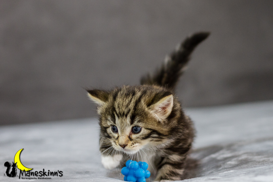 Conran (27 Tage alt)