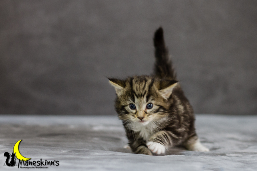 Conran (27 Tage alt)