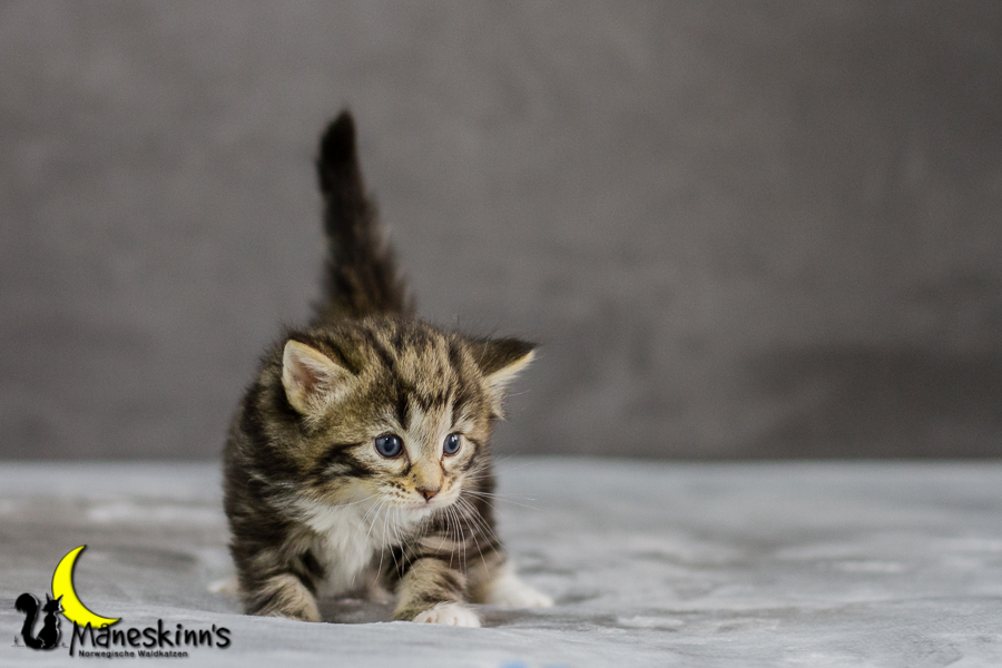 Conran (27 Tage alt)