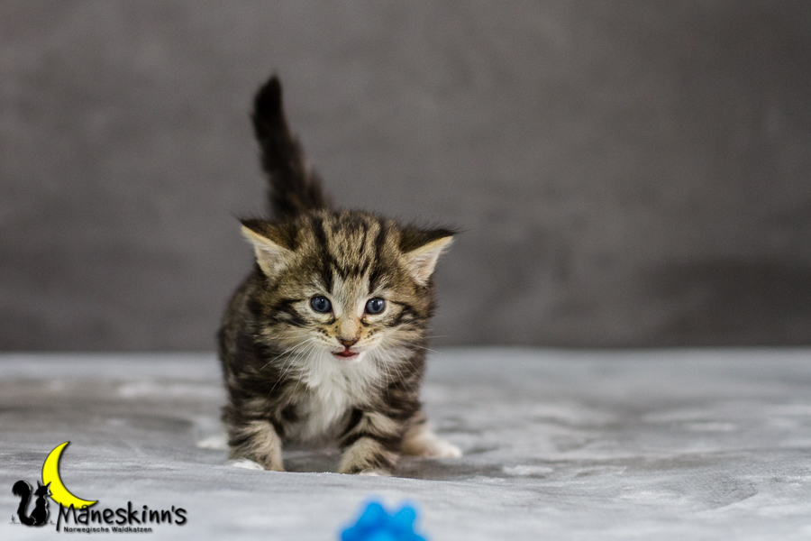 Conran (27 Tage alt)