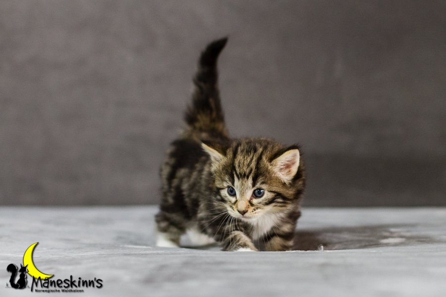 Conran (27 Tage alt)