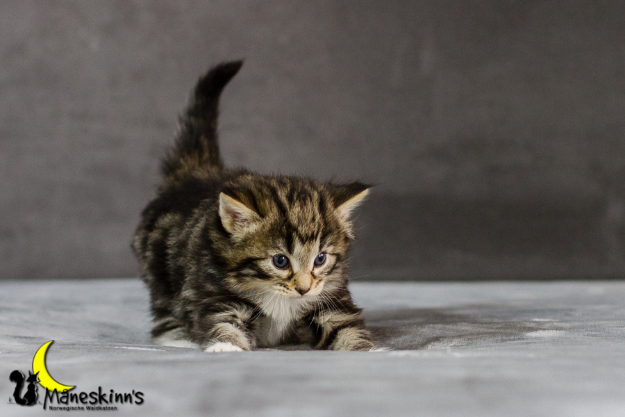 Conran (27 Tage alt)