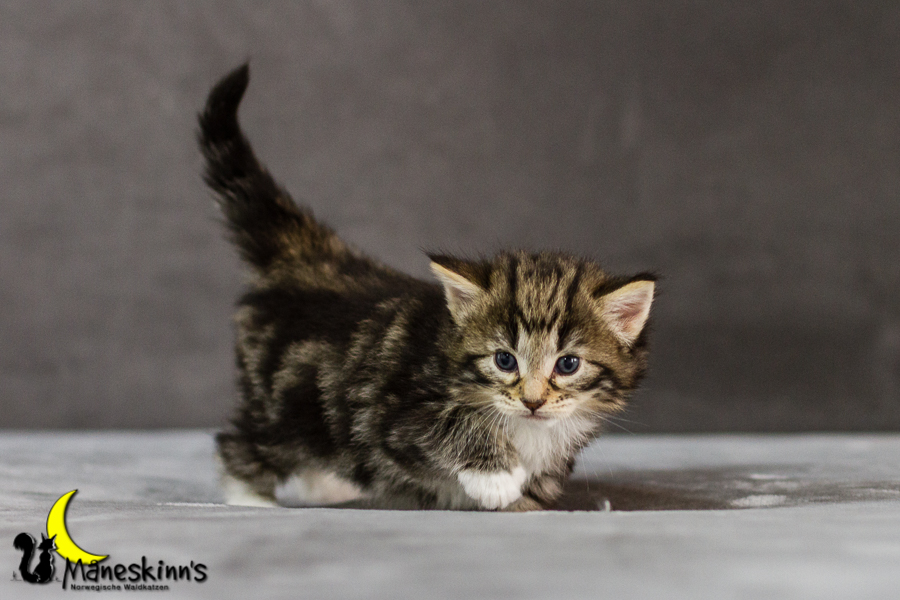 Conran (27 Tage alt)