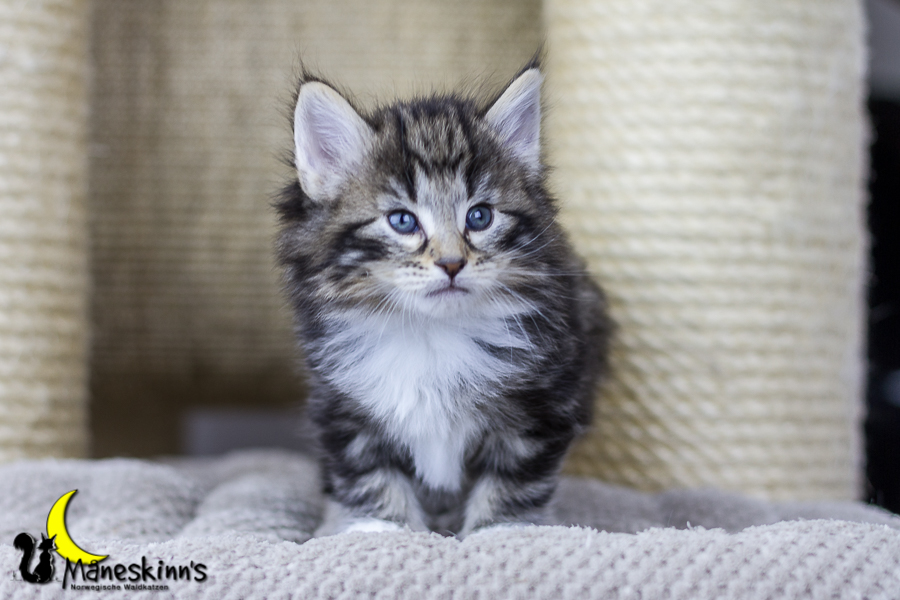 Conran (34 Tage alt)