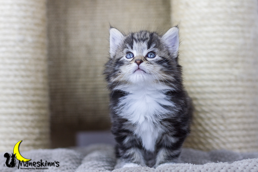 Conran (34 Tage alt)