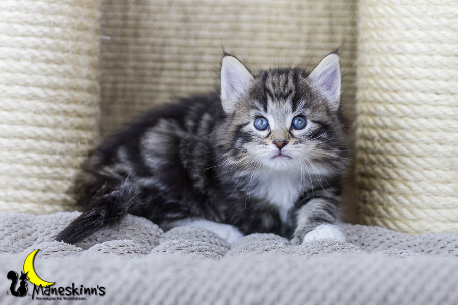 Conran (34 Tage alt)