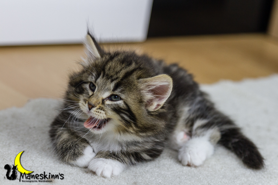 Conran (42 Tage alt)